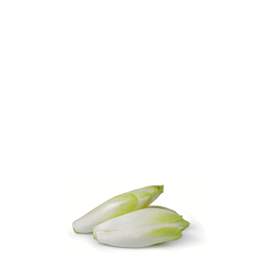 Chicory Belgian Endive Seeds - Mechelse Witloof Chicory