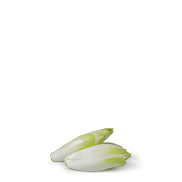 Chicory Belgian Endive Seeds - Mechelse Witloof Chicory