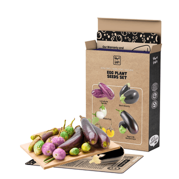 Heirloom Eggplant Seeds Set - Apnaugao