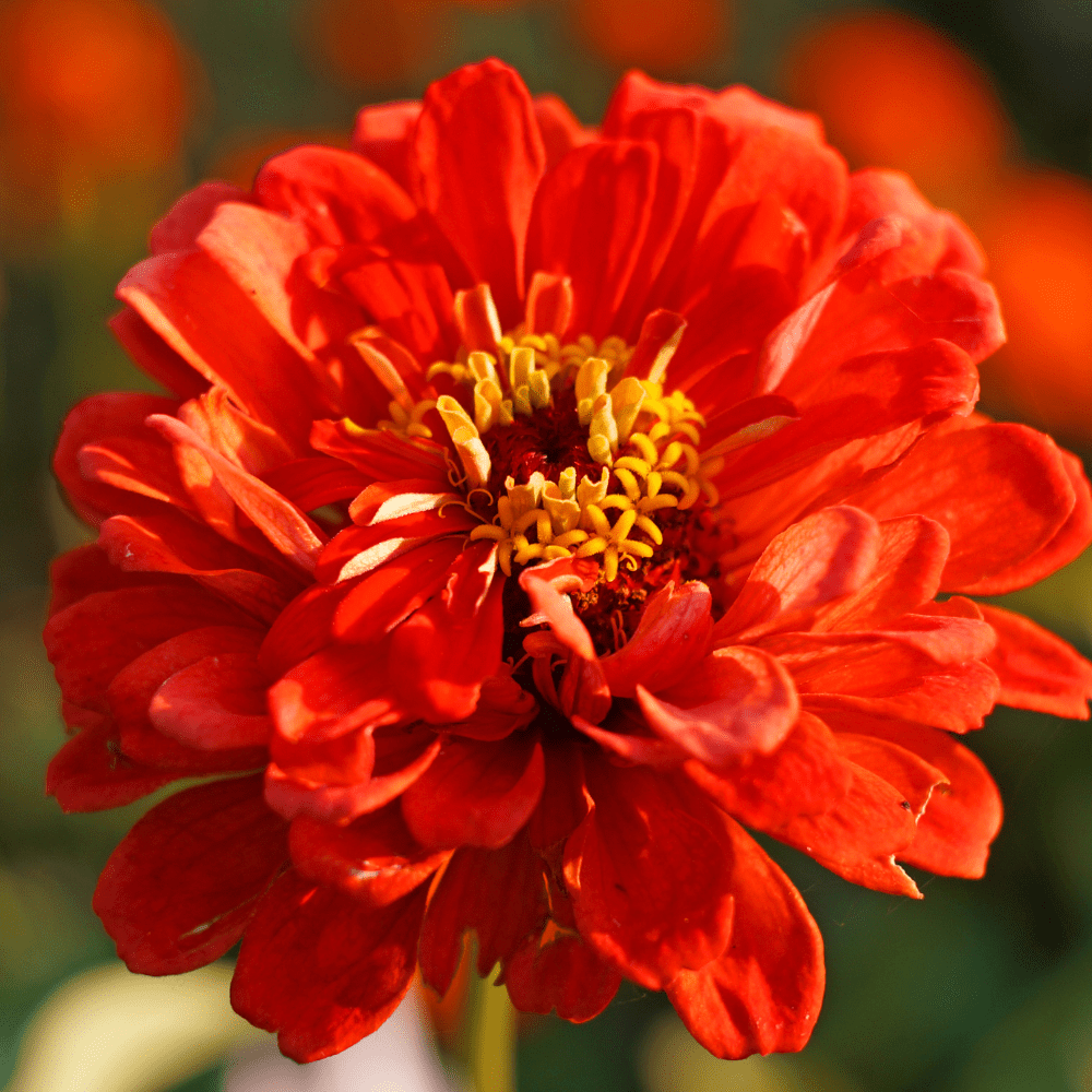 Dahlia Flower Zinnia Giant Double Flower Seeds - Apnaugao