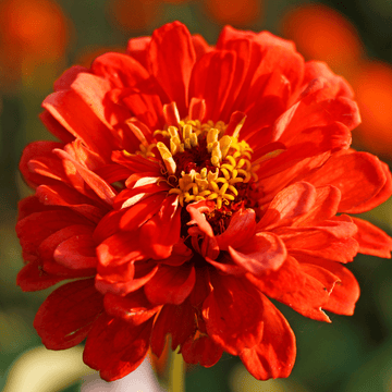 Dahlia Flower Zinnia Giant Double Flower Seeds - Apnaugao