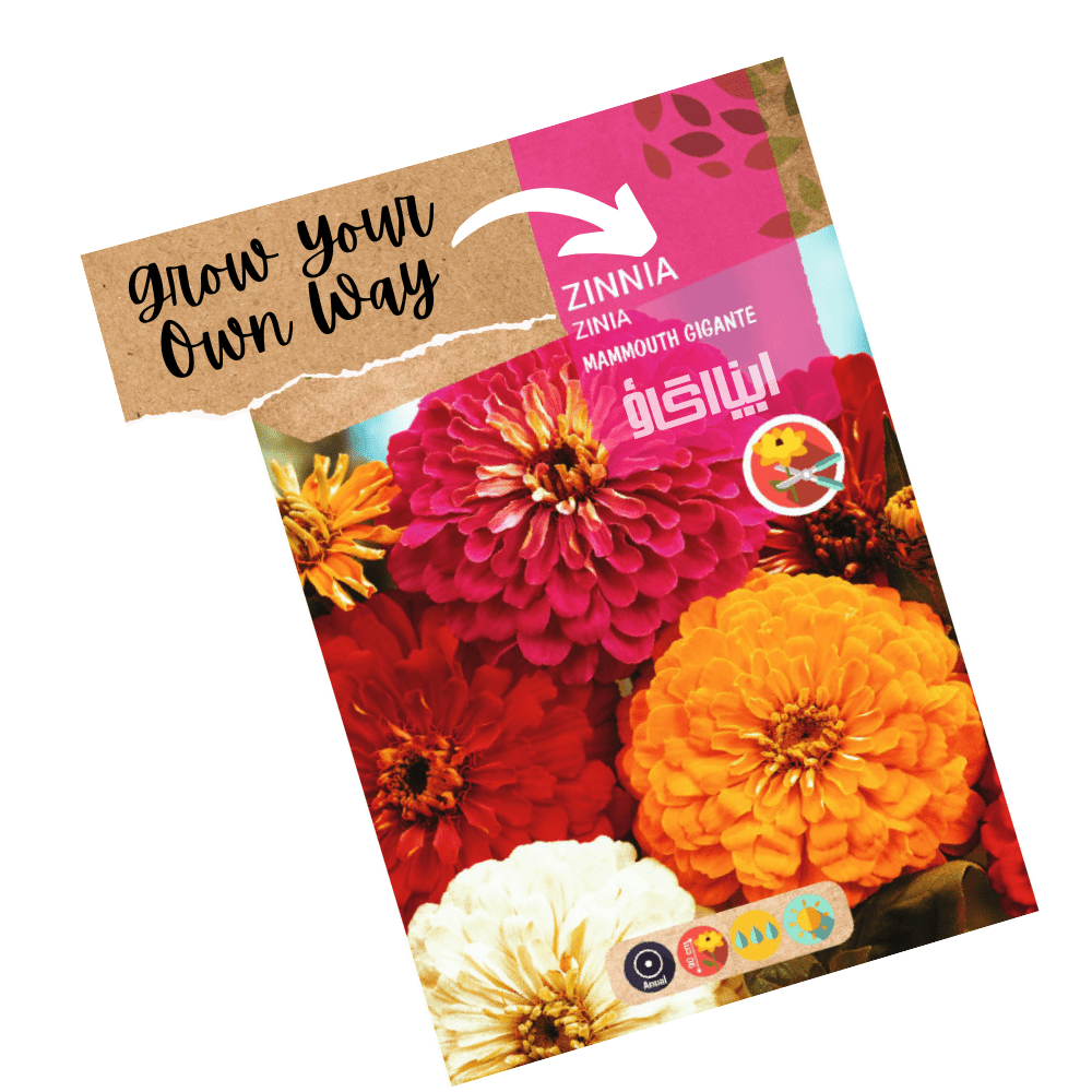 Giant Zinnia Mammoth Mix Flower Seeds - Apnaugao