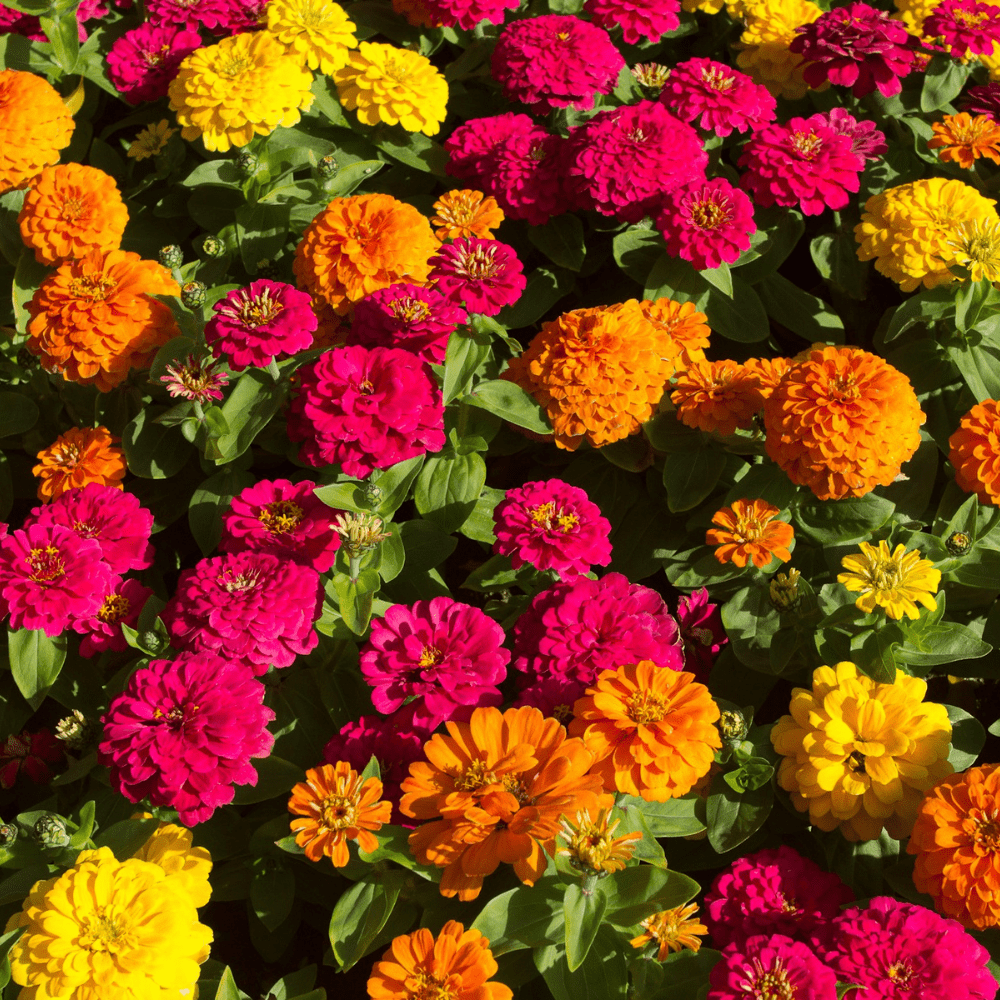 Giant Zinnia Mammoth Mix Flower Seeds - Apnaugao