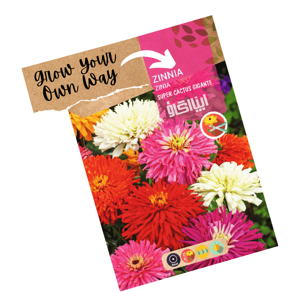 Giant Zinnia Super cactus Mix Flower Seeds - Apnaugao