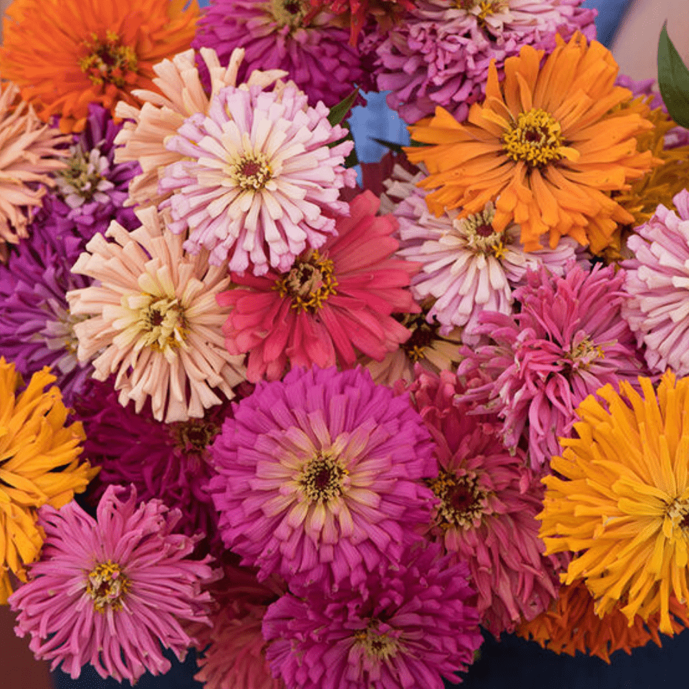Giant Zinnia Super cactus Mix Flower Seeds - Apnaugao