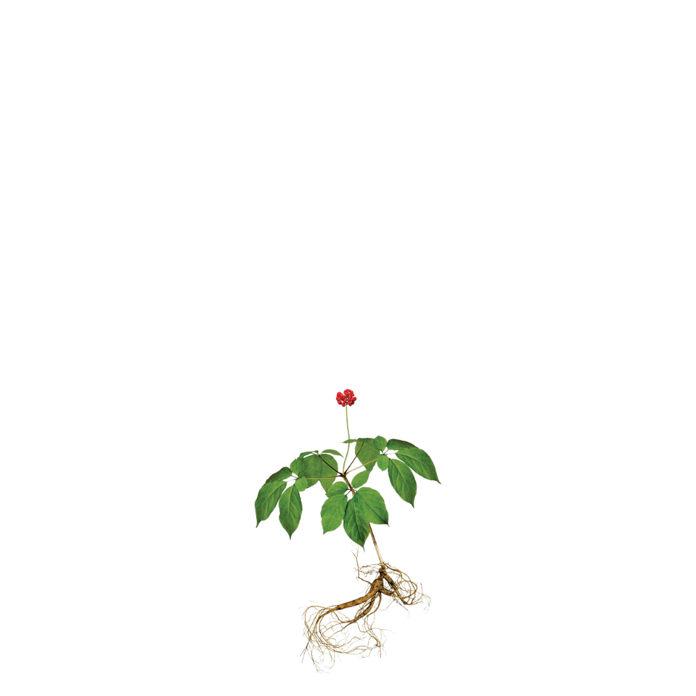 ginseng herbs seeds for home gardening