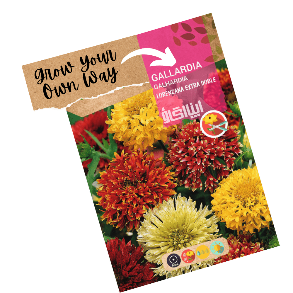 Gaillardia Pulchella Kings Double Mixed - Apnaugao
