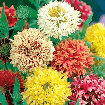 Gaillardia Pulchella Kings Double Mixed - Apnaugao