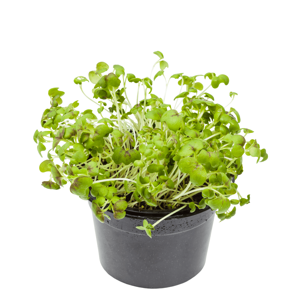 garden cress seeds in Pakistan
