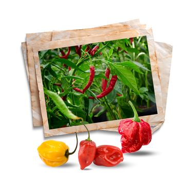 ghost pepper seeds for home gardeners by apnaugao