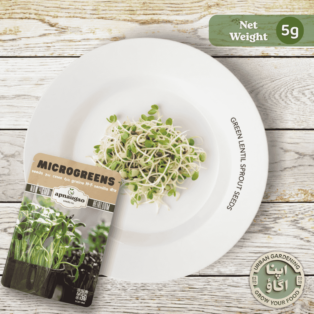 microgreens-green-lentil-sprouts-seeds available in Pakistan