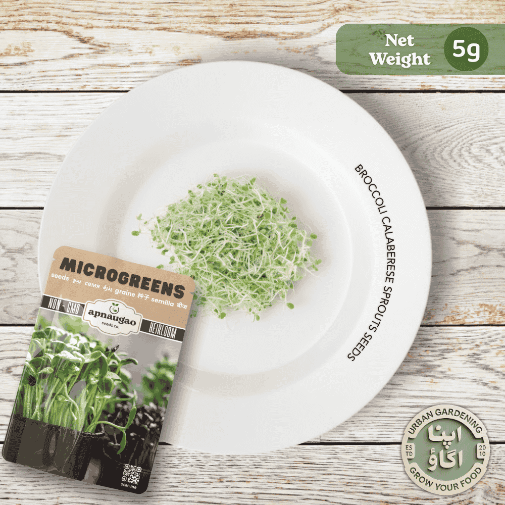 Broccoli Calabrese microgreens seeds available in Pakistan