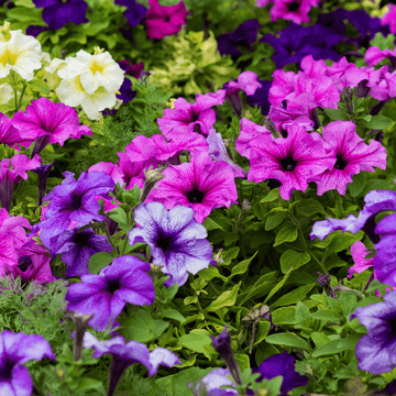 Petunia Compact Dwarf Mix Hybrid Flower Seeds - Apnaugao