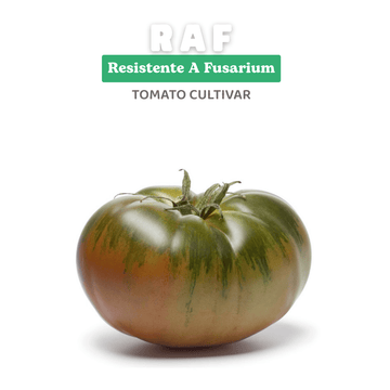 Heirloom Tomato Seeds – RAF - Full-Flavored