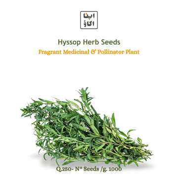 Hyssop_seeds for home gardening