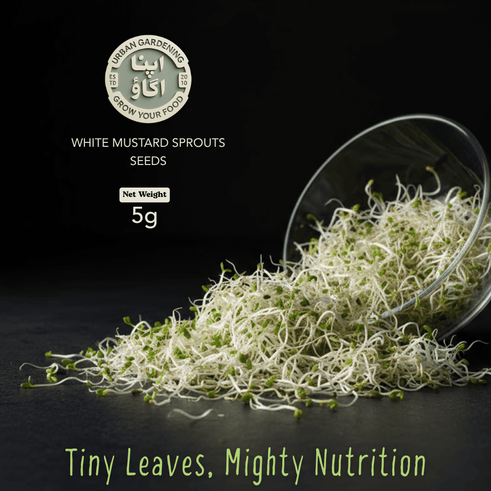 Grow your own italian white mustard srouts in your kitchen