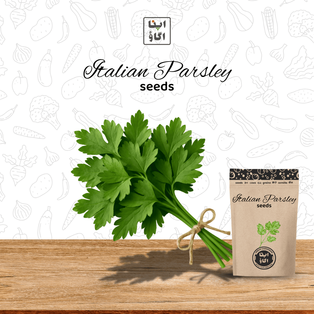 Italian Parsley Seeds for home gardening