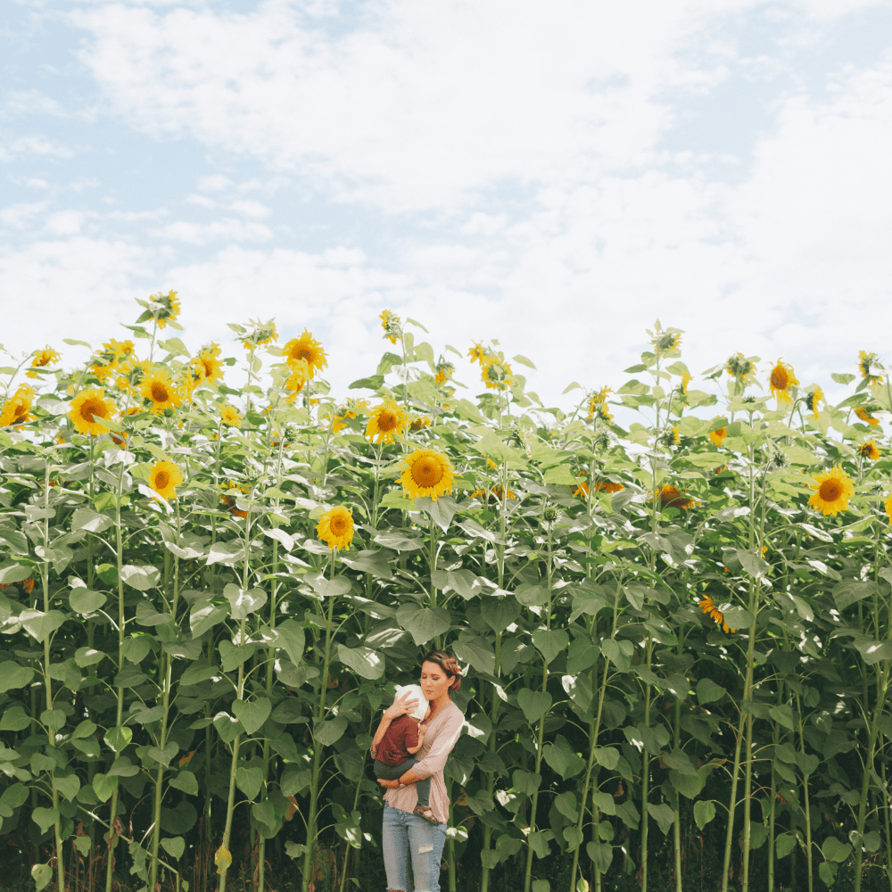 King Kong Hybrid Sunflower Seeds - Apnaugao