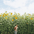 King Kong Hybrid Sunflower Seeds - Apnaugao
