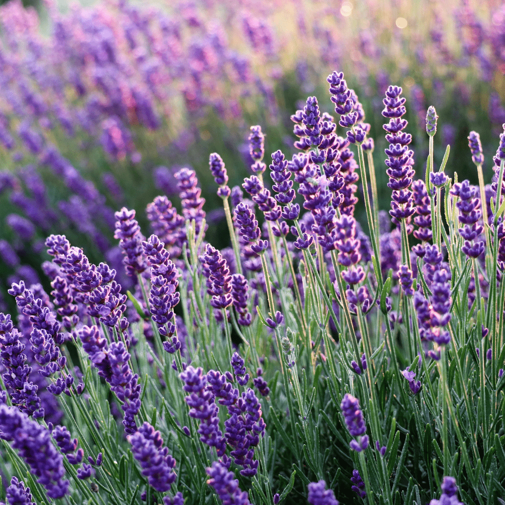 Lavender Flower Organic Seeds - Apnaugao