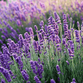 Lavender Flower Organic Seeds - Apnaugao