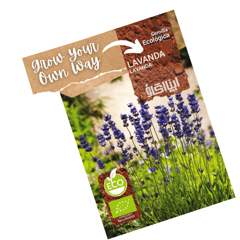 Lavender Flower Organic Seeds - Apnaugao