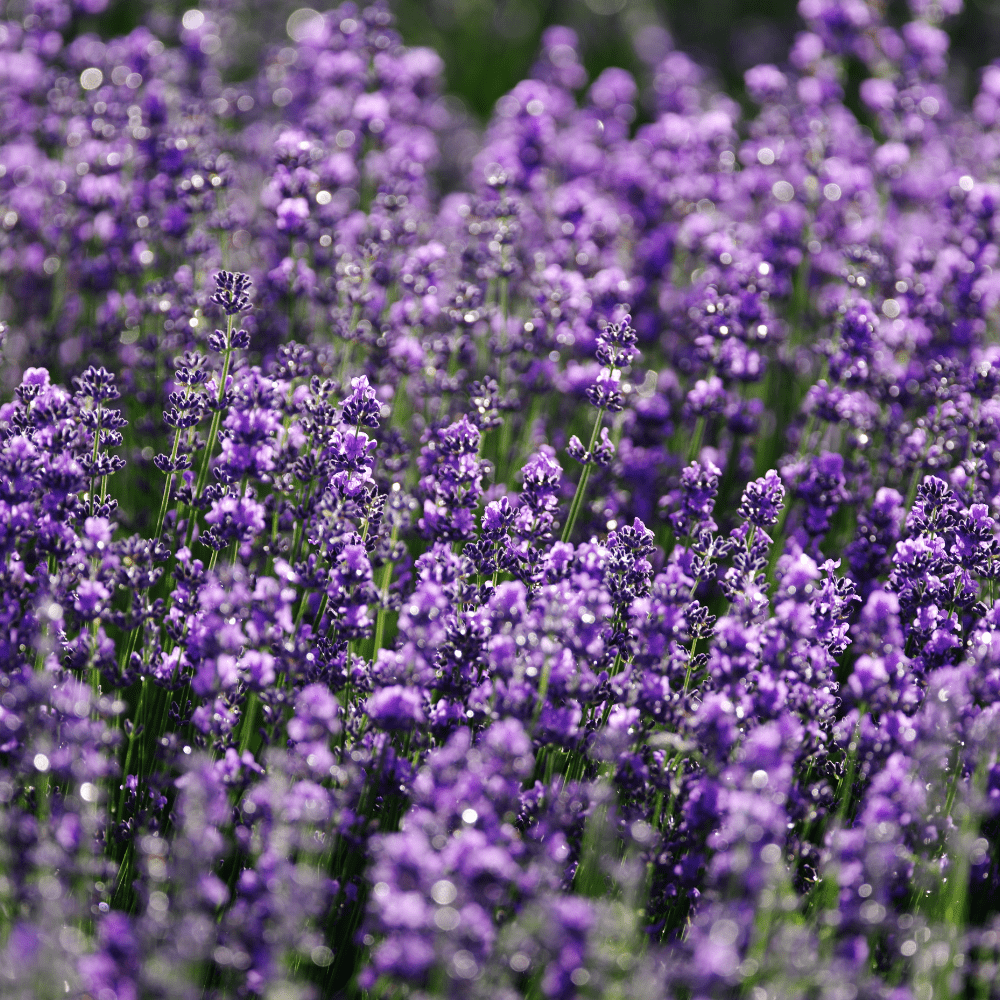 Lavender Herbal Flower Natural Seeds - Apnaugao