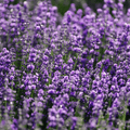 Lavender Herbal Flower Natural Seeds - Apnaugao
