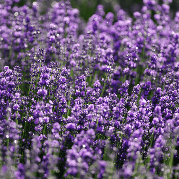 Lavender Herbal Flower Natural Seeds - Apnaugao