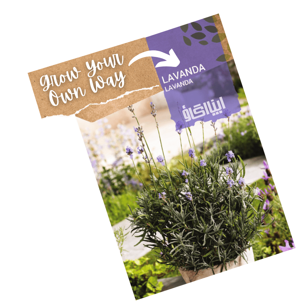 Lavender Herbal Flower Natural Seeds - Apnaugao