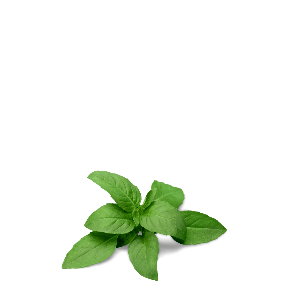 Lemon Basil herbs seeds for home gardening
