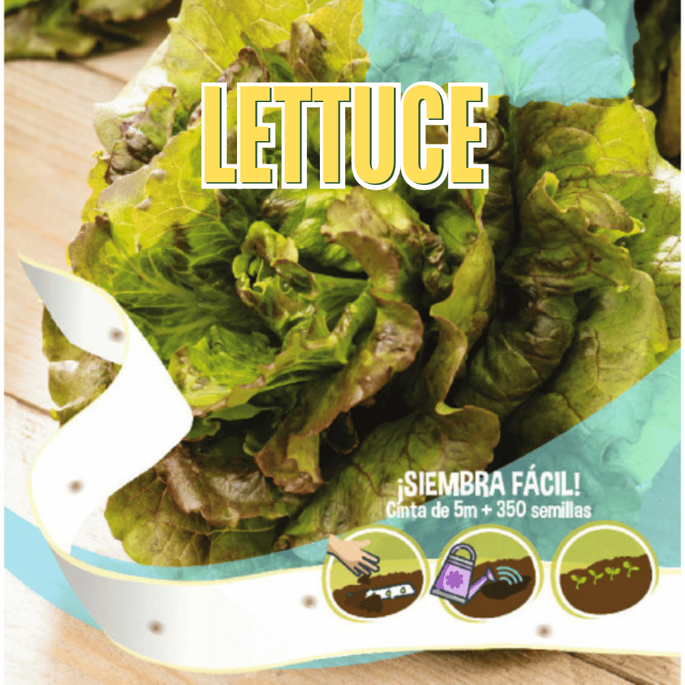 Lettuce Salad Seeds Tape - Apnaugao