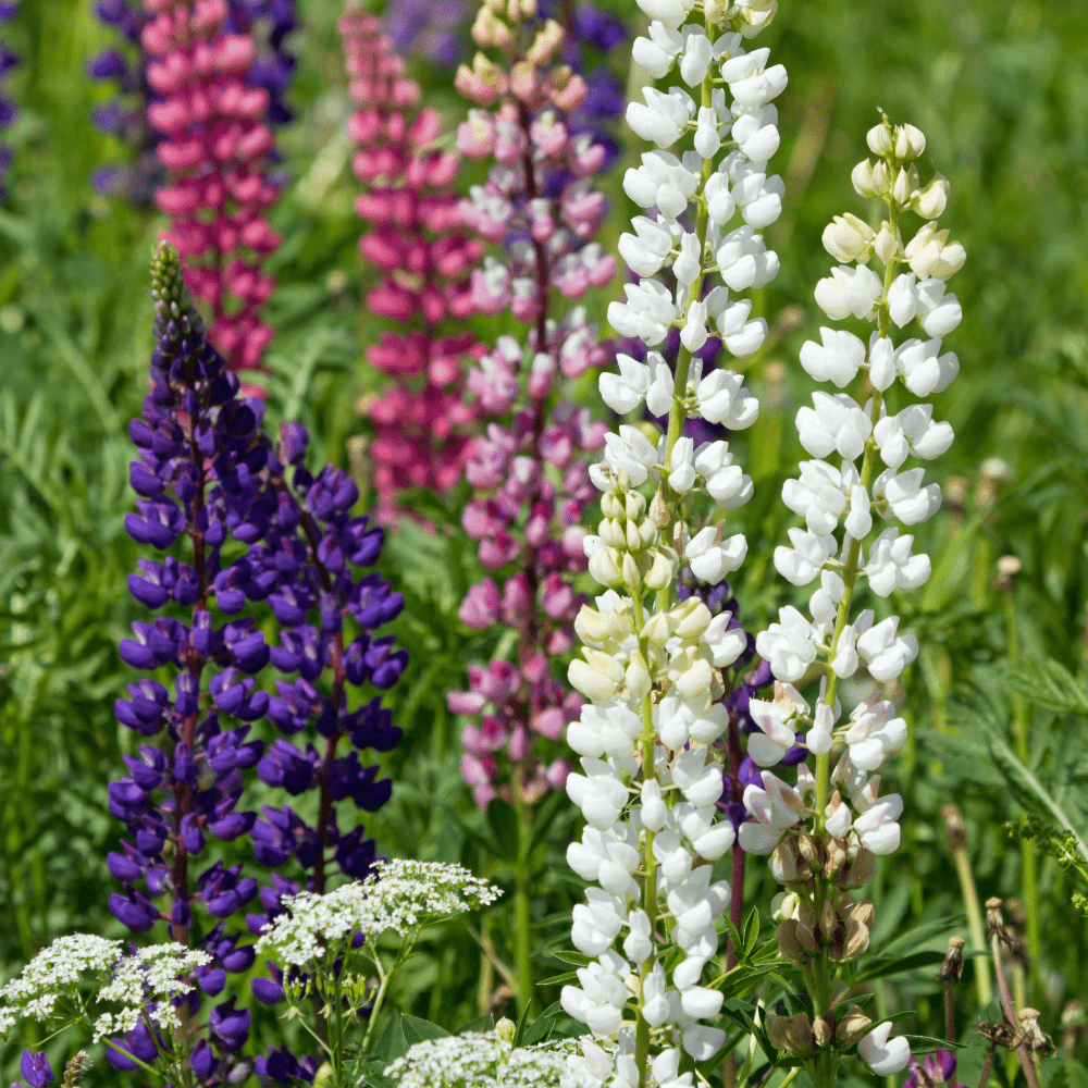 Lupine Mix Flower Seeds - Apnaugao