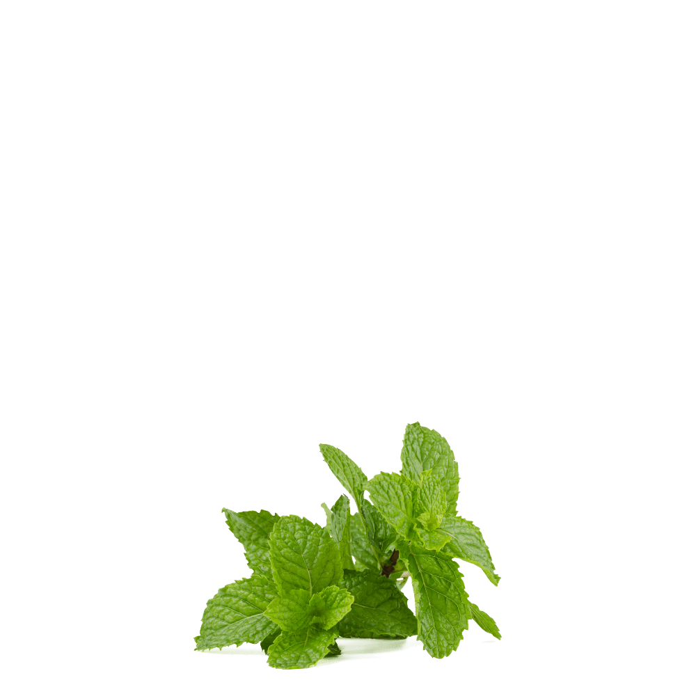 Apple Mint ( Padina ) Seeds - Apnaugao