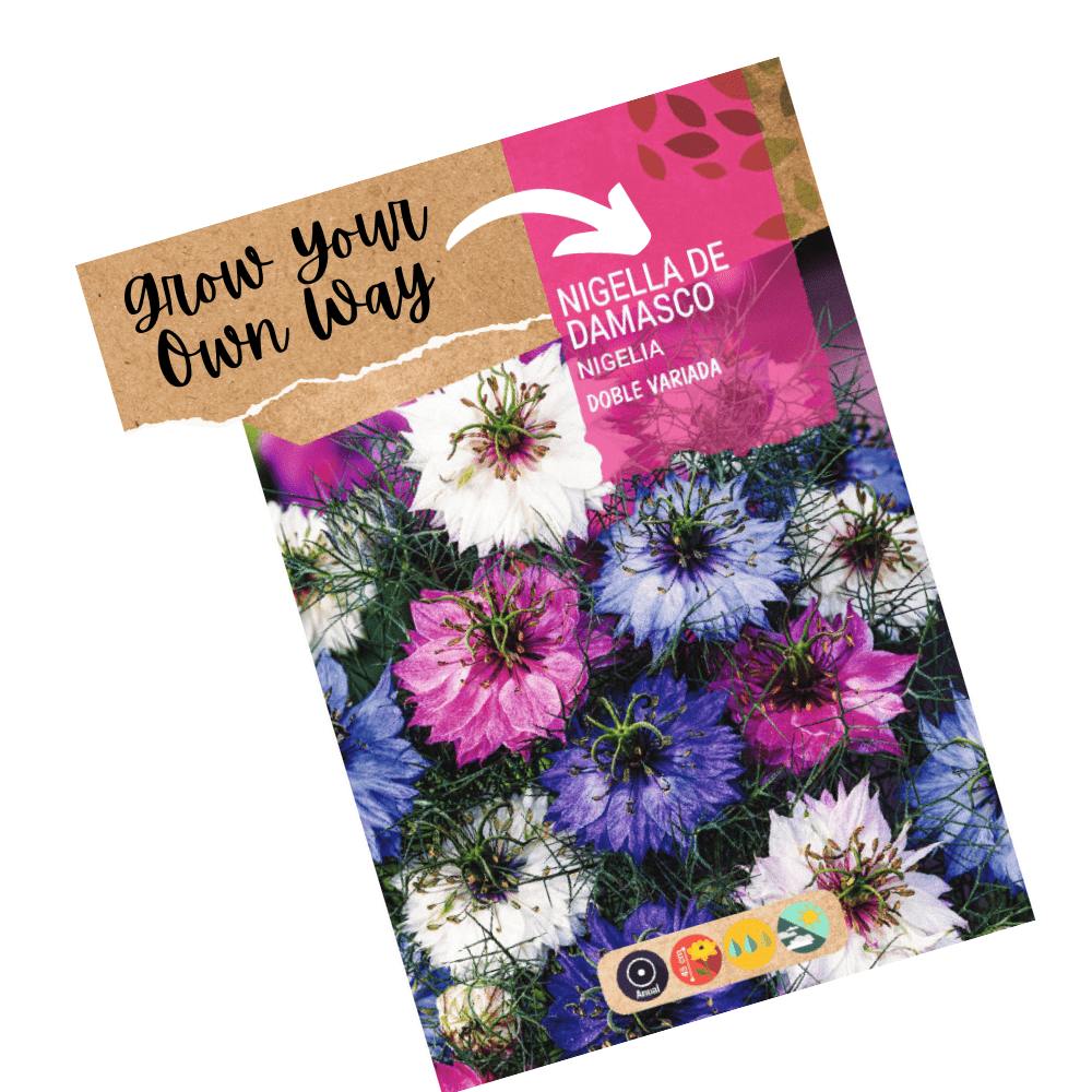 Nigella Flowers Double Mix F1 Hybrid Seeds - Apnaugao