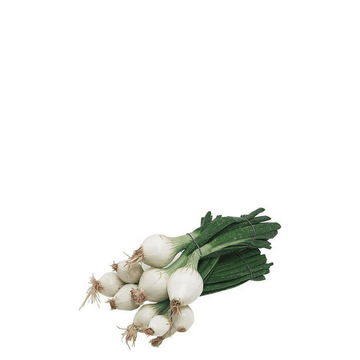 Green Onion Seeds La Reina