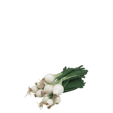 Green Onion Seeds La Reina - Apnaugao