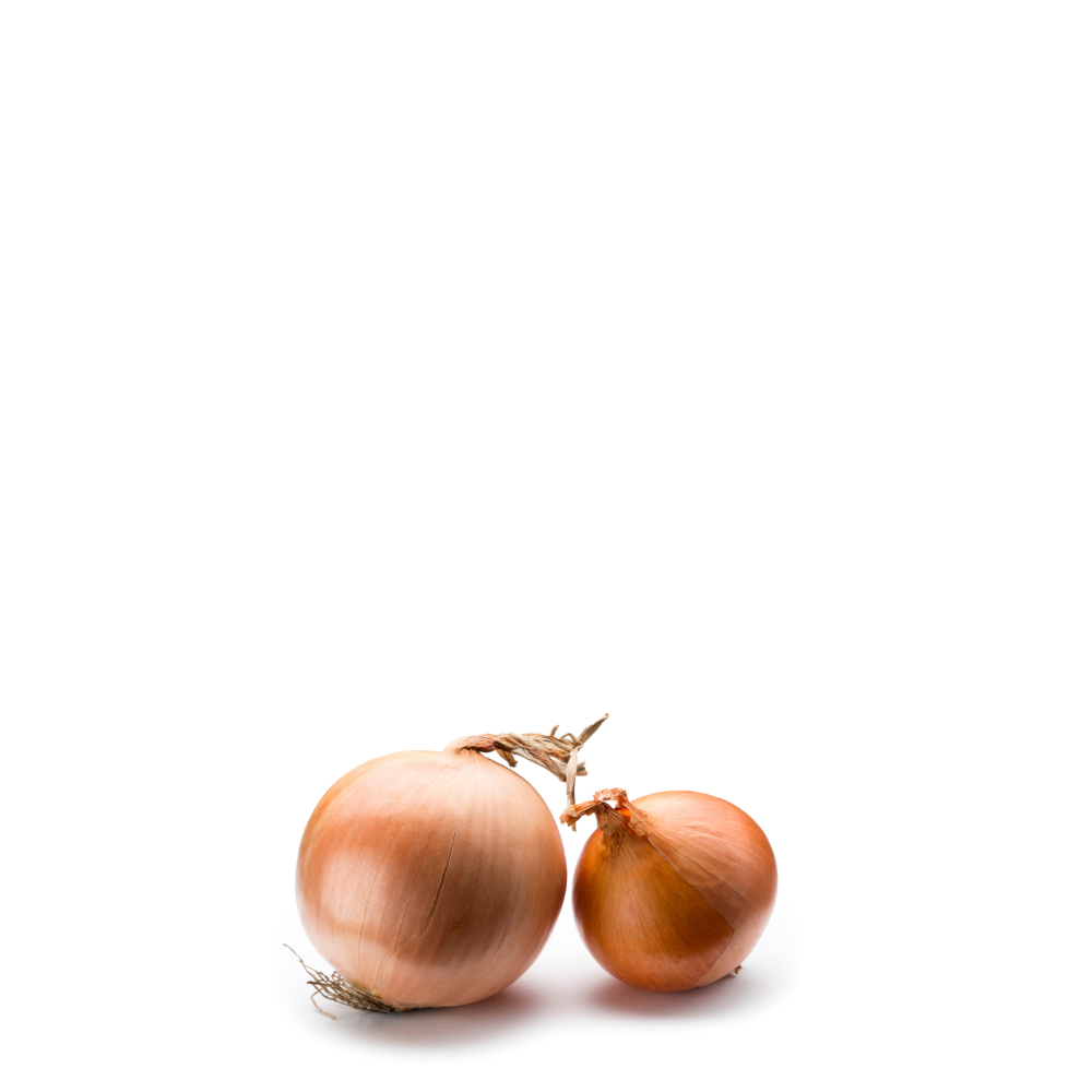 Yellow Onion Seeds Onion- Babosa-temprana