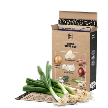 Onion Seeds bundle including seven different varieties of onions for home gardening - Apnaugao