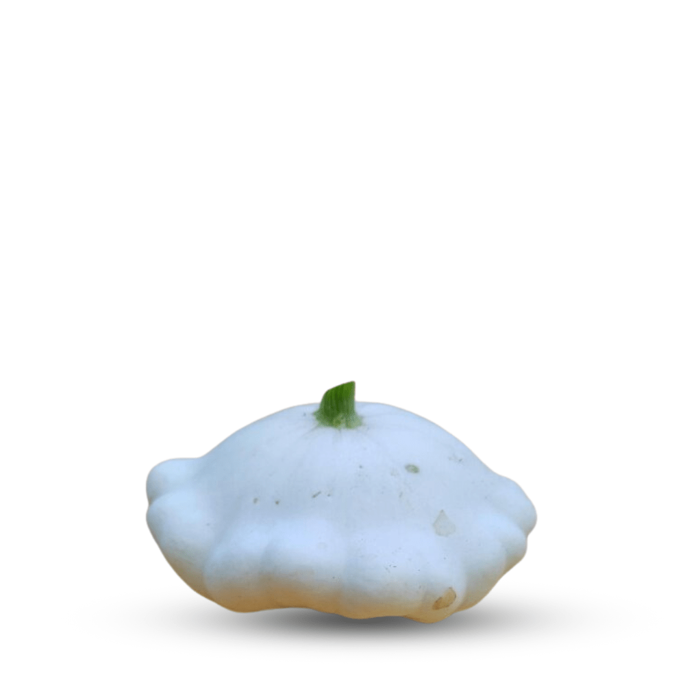PUMPKIN PATISSON BLANC SEEDS - Apnaugao