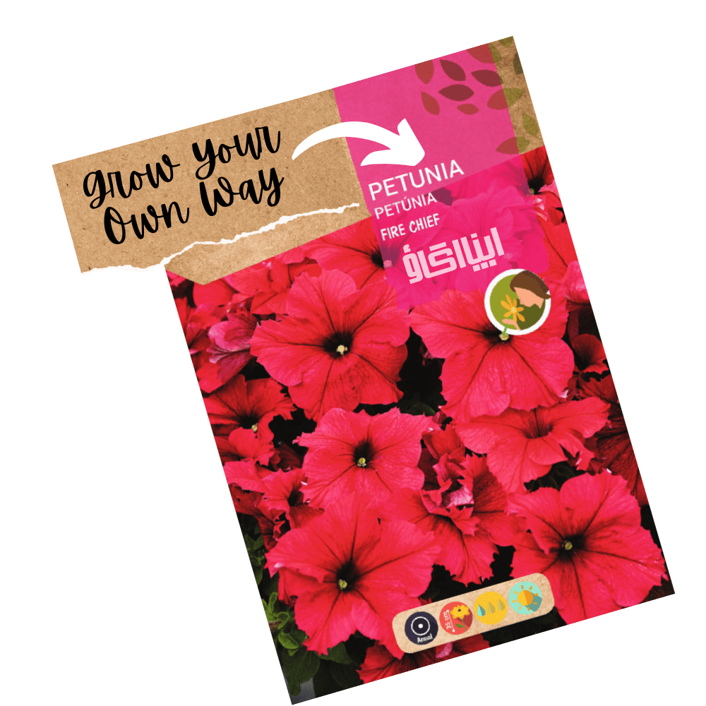 Petunia Fire Chief Hybrid Flower Seeds - Apnaugao