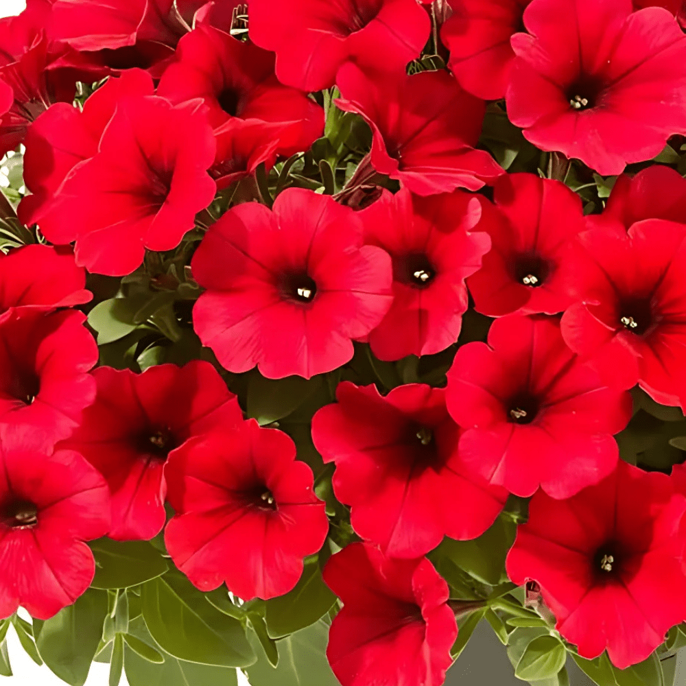 Petunia Fire Chief Hybrid Flower Seeds - Apnaugao