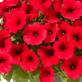 Petunia Fire Chief Hybrid Flower Seeds - Apnaugao
