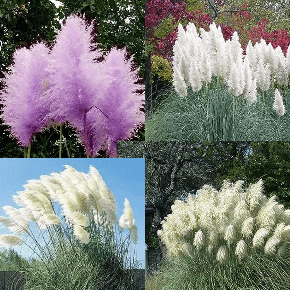 Pampas Mix Grass Seeds - Apnaugao