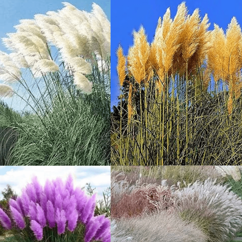 Pampas Mix Grass Seeds - Apnaugao