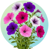Petunia flower seeds in Pakistan