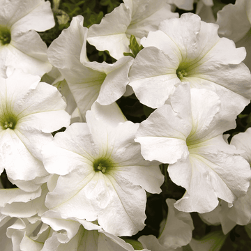 Petunia White Compact Hybrid Flower Seeds
