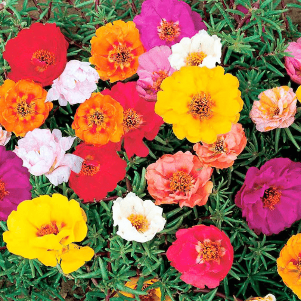 Portulaca Double Flower Mixed Seeds - Apnaugao