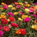 Single Portulaca Flower Mixed Seeds - Apnaugao