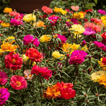 Single Portulaca Flower Mixed Seeds - Apnaugao